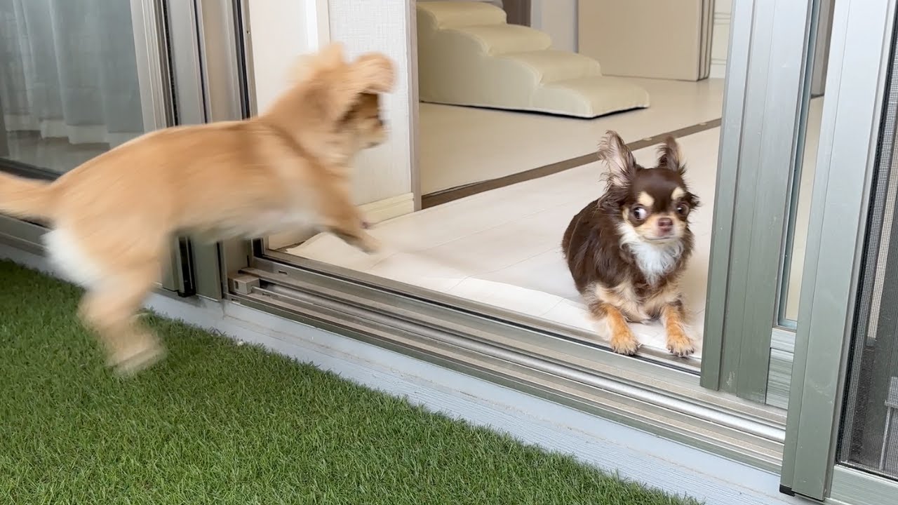 1年ぶりの再会でテンションの差が激し過ぎた【うわうわ犬】