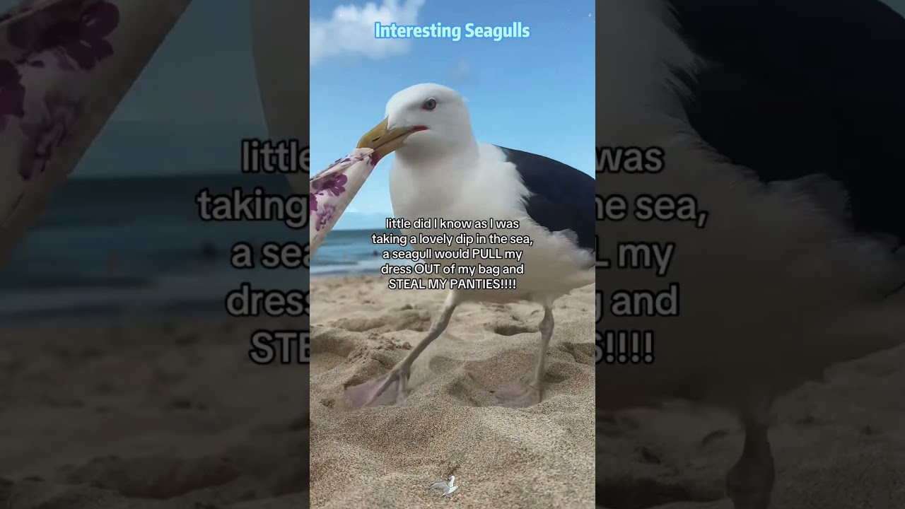 Funny seagulls #seagull #funnyanimals #funnyvideos #Foryou #animals