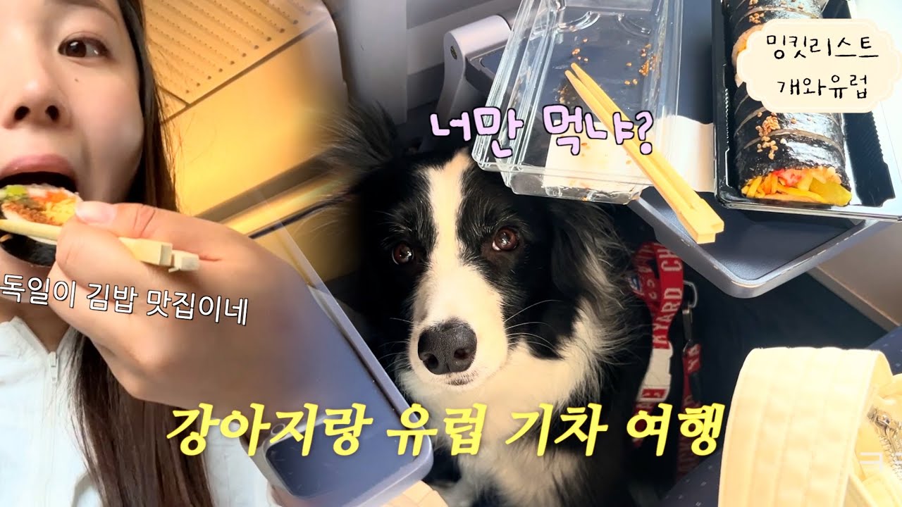 [VLOG] 독일 기차는 왜 그럴까.. 🇩🇪 유학생 친구와 프랑크푸르트 당일치기 (관종 강아지랑 유럽여행)