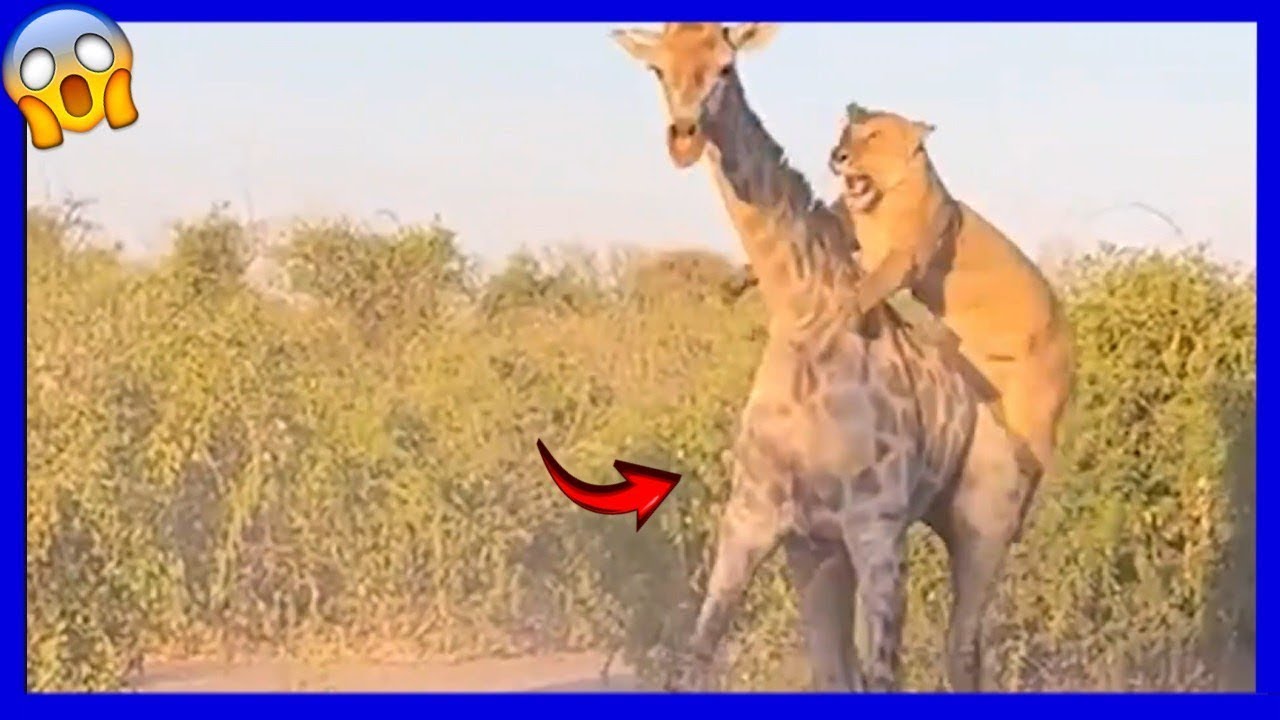 ¿Cómo cazan los leones a las jirafas?