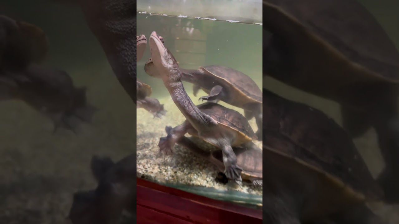 Turtle long neck 