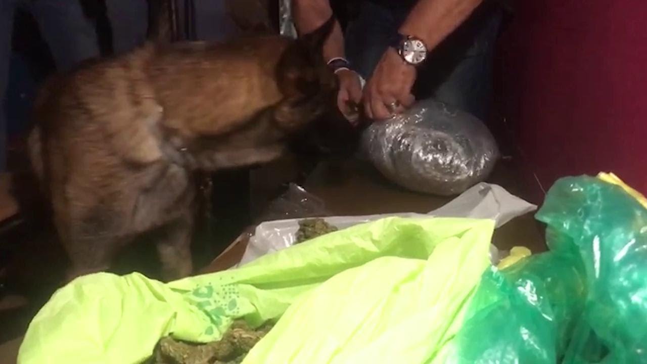 Torino, il video del cane antidroga che fiuta e scopre la centrale dello spaccio