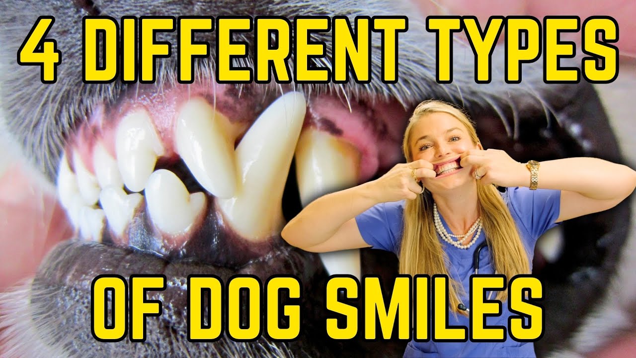 Learn the 4 Types of Dog Bites + Malocclusions + Scissor Bite! | Dr. Lindsay Butzer Vet Explains!