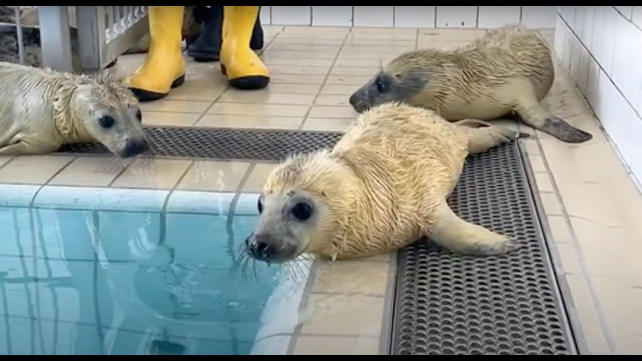 First swim of grey pups Willem, Eileen and Smuk