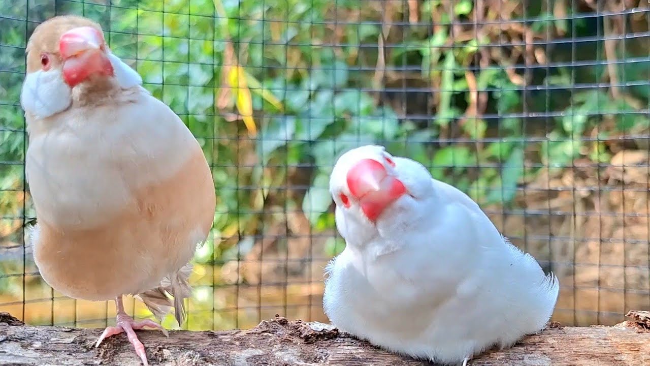 Java sparrows were singing very loudly. They were singing with great enthusiasm. Java finch sound. 