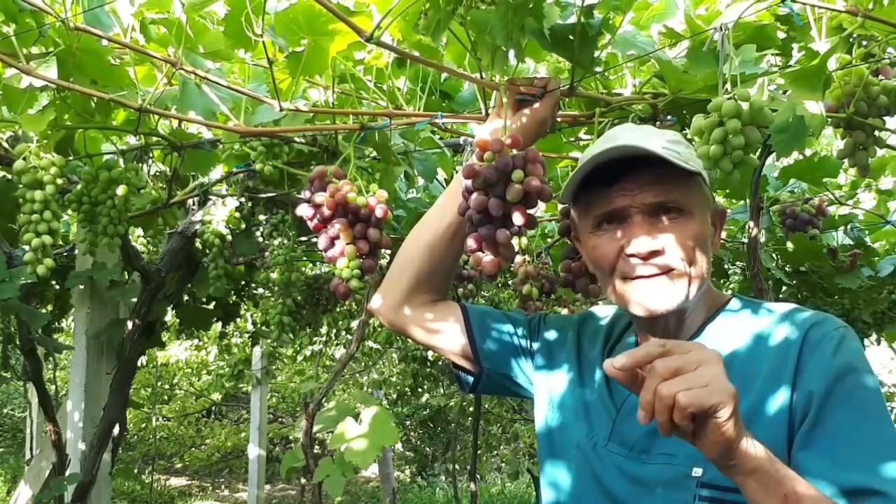УЗУМ...РИЗАМАТГА ХАЛКА СОЛИШ.КАЛСО КИЛИШ.ФОЙДАСИ