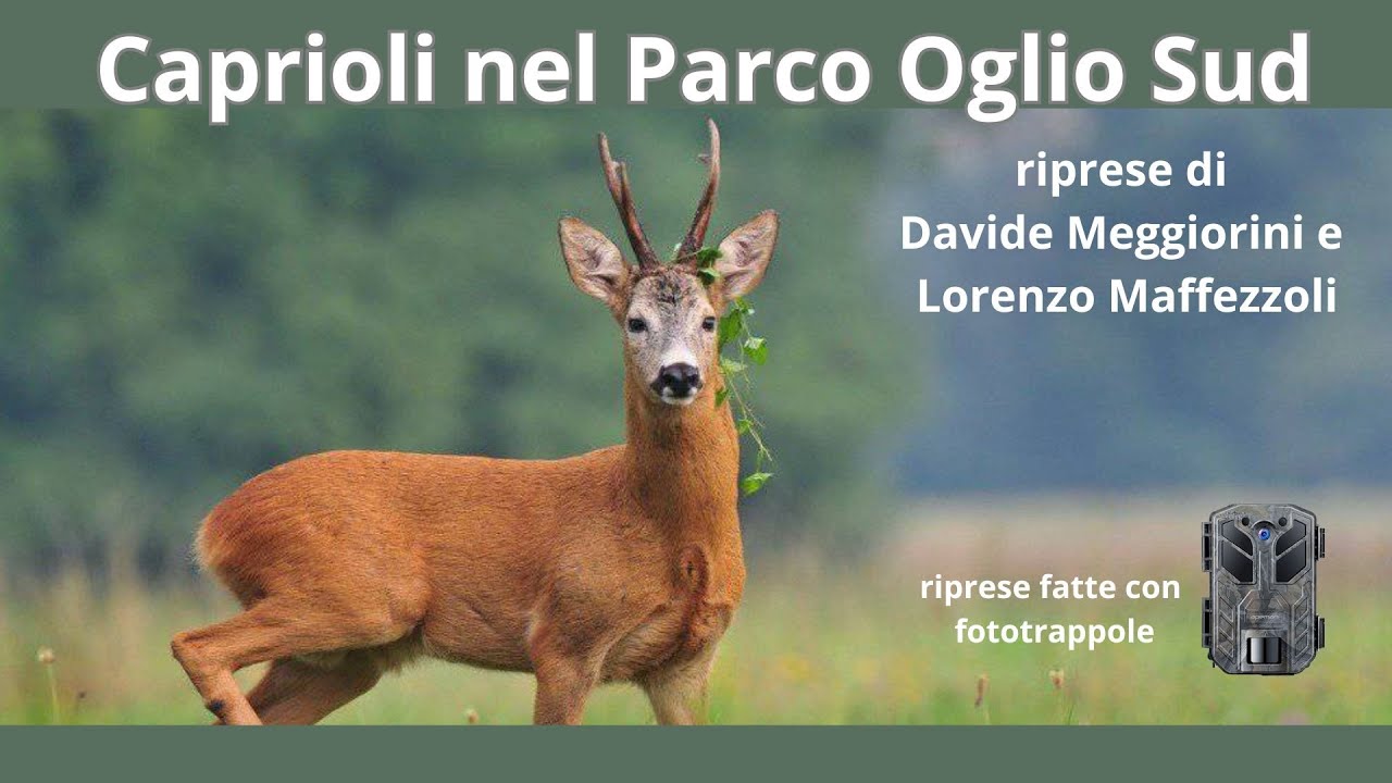 Caprioli nel Parco Oglio Sud