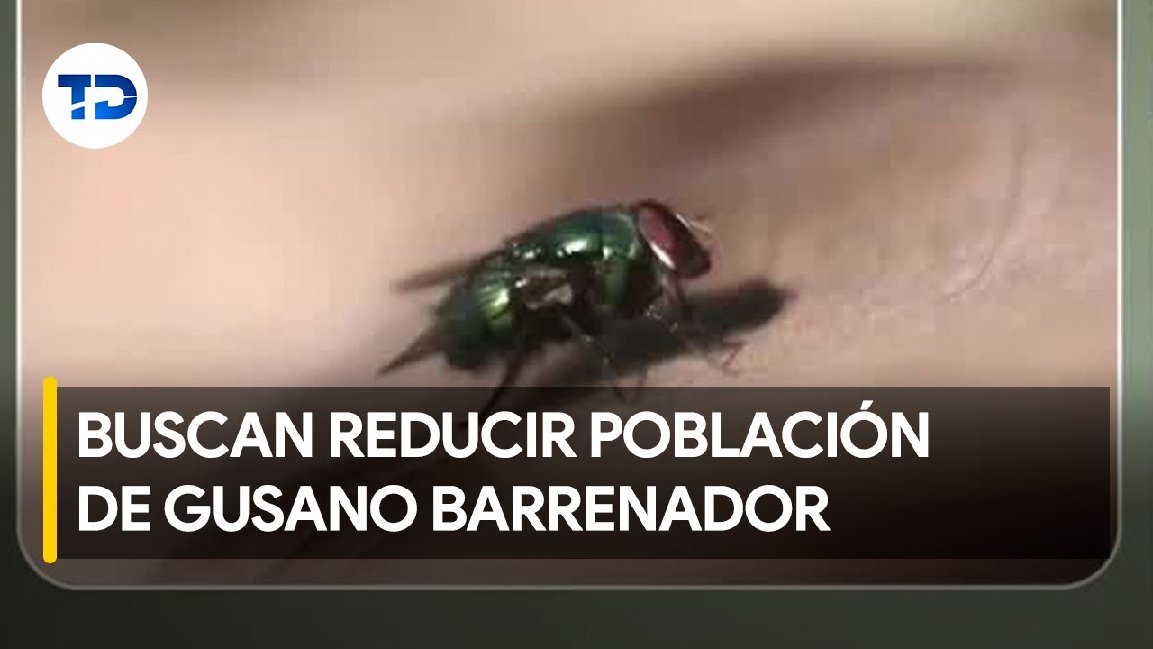 Liberan moscas estériles para combatir gusano barrenador