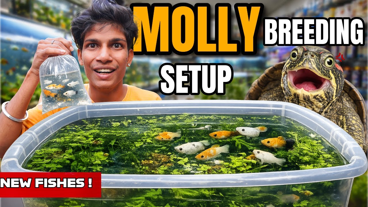 Old Tub Se Bana Molly Breeding Tank 🐟