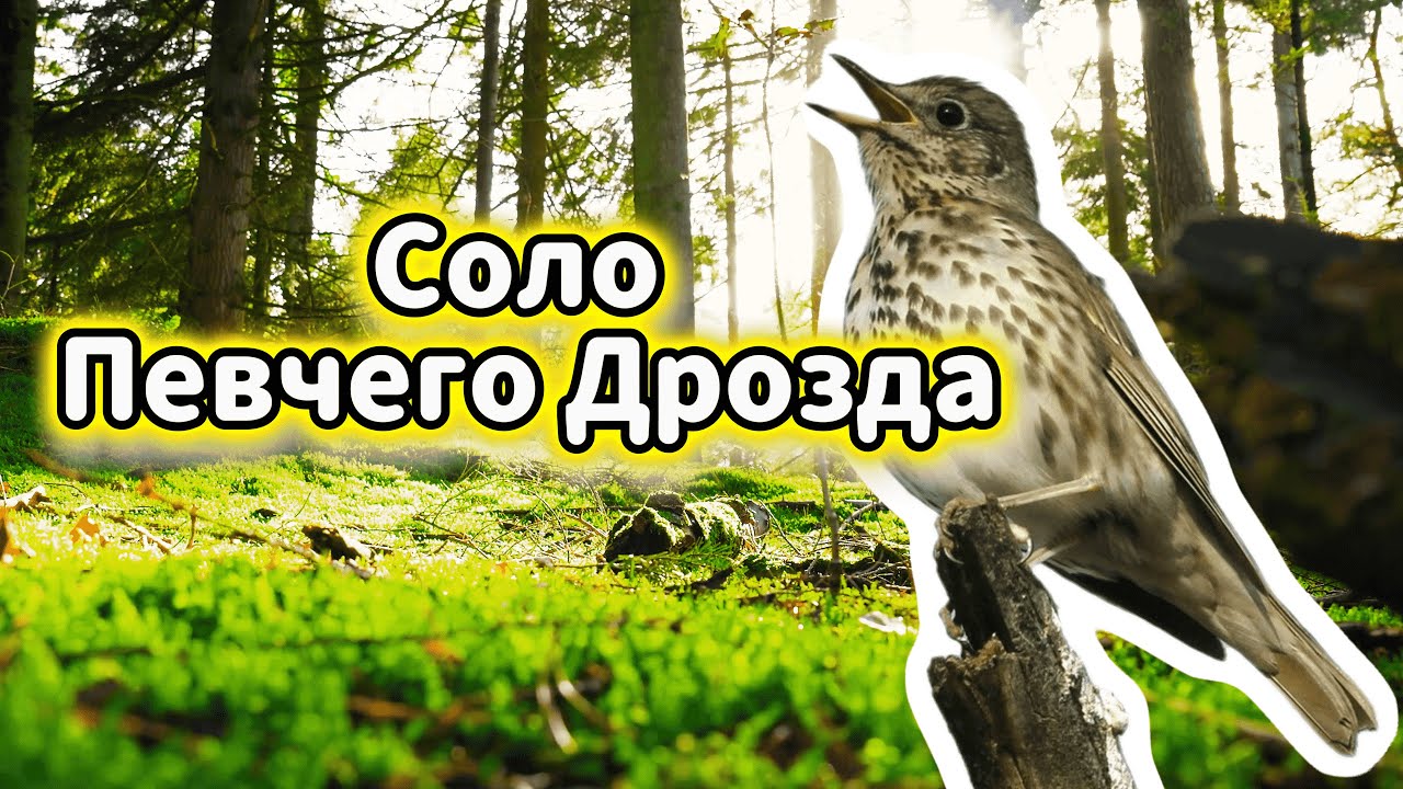 Певчий Дрозд: Чистое Пение в Зеленом Лесу | Bird Song Relaxation (ASMR)