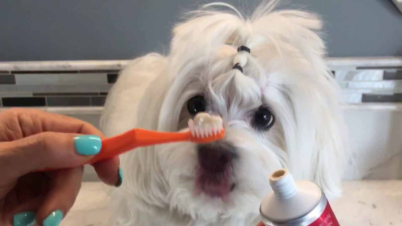BEST WAY HOW TO BRUSH YOUR DOG'S TEETH - Clean Teeth