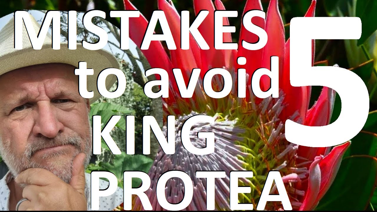 Five Mistakes to Avoid Planting and Growing the King Protea  - Protea cynaroides