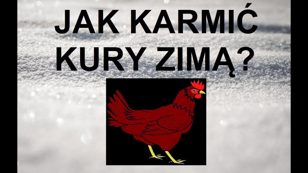 Odcinek 1009 JAK KARMIĆ KURY ZIMĄ ŻEBY SIĘ DOBRZE NIOSŁY I BYŁY ZDROWE?