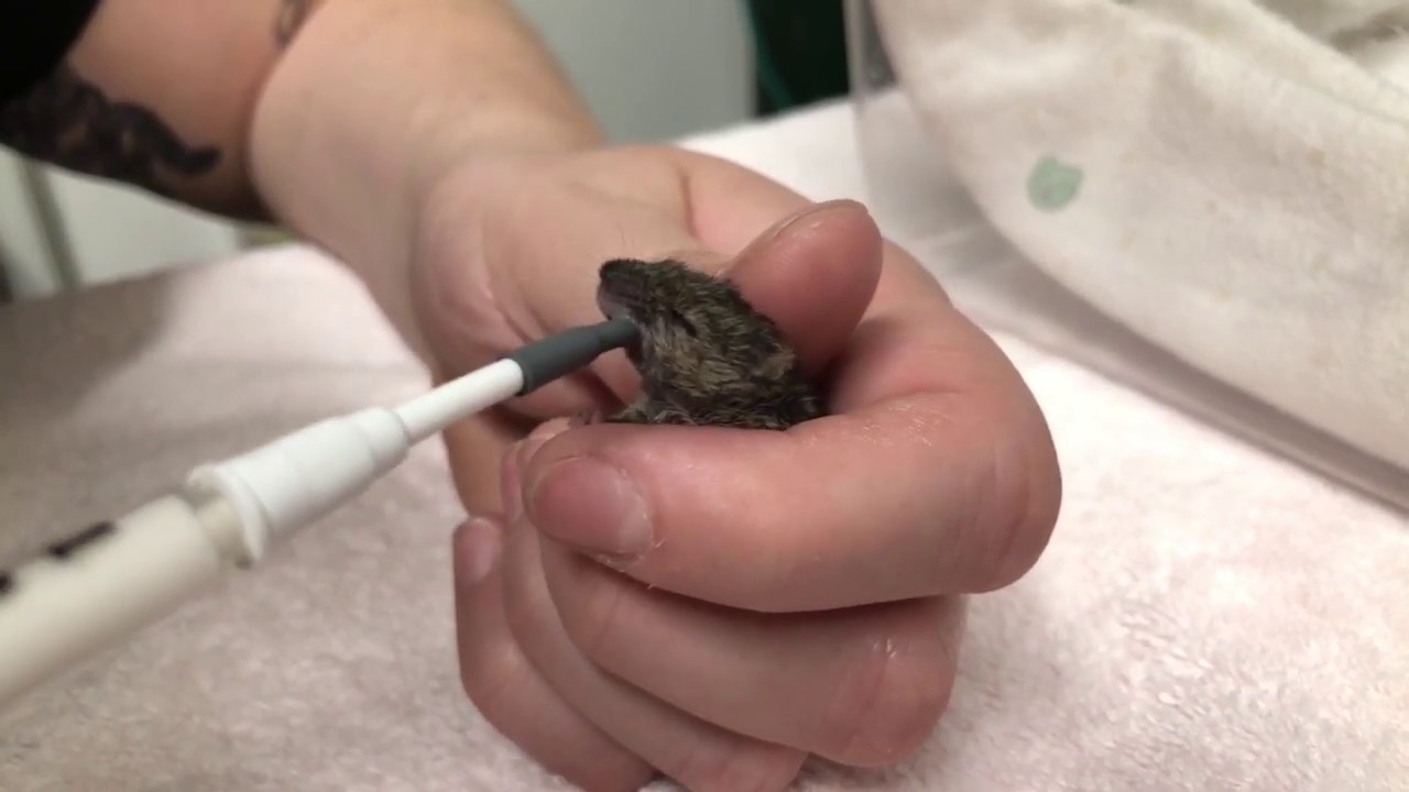 Orphaned Baby House Mice at WildCare