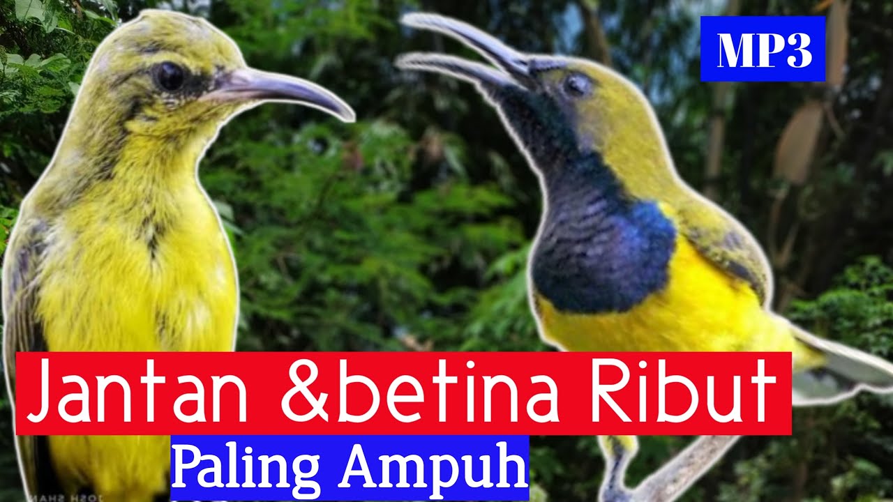 Suara pikat burung sogon paling ampuh mp3 || dijamin dapat 100%