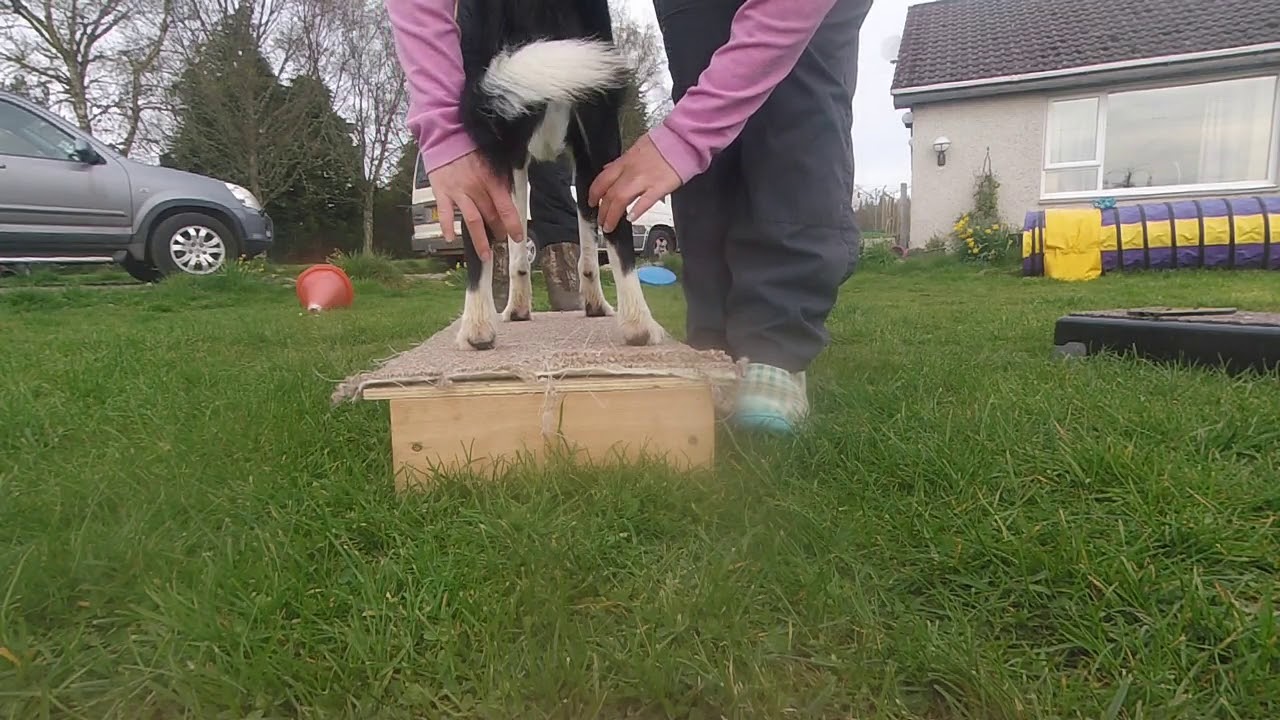 Dogs hock test