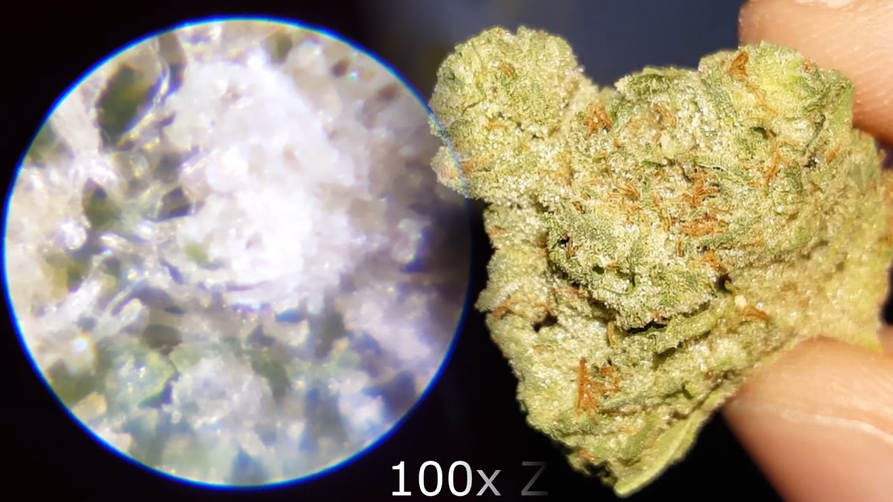 Chemdawg D x I-95 Close ups to 100x Zoom!
