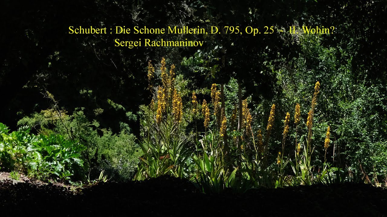 Schubert : Die Schone Mullerin, D. 795, Op. 25  -  II. Wohin