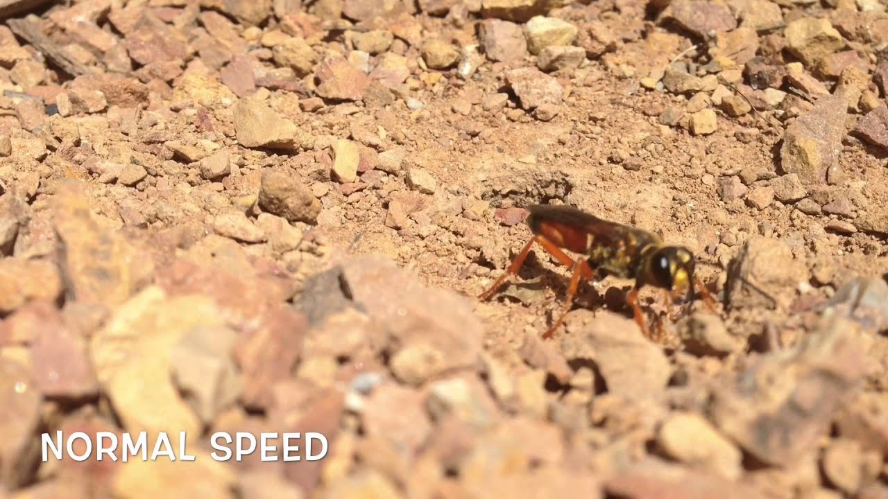 Great Golden Digger Wasps: Quickie with Kirk #5