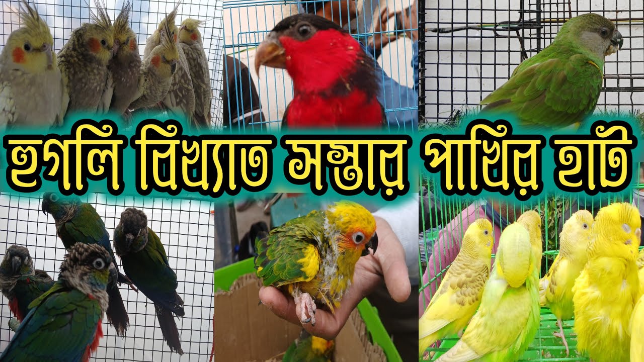একমাত্র এই হাটে পাখি মাত্র ₹150 টাকা থেকে শুরু হল serampore pet market  serampore Bird market 