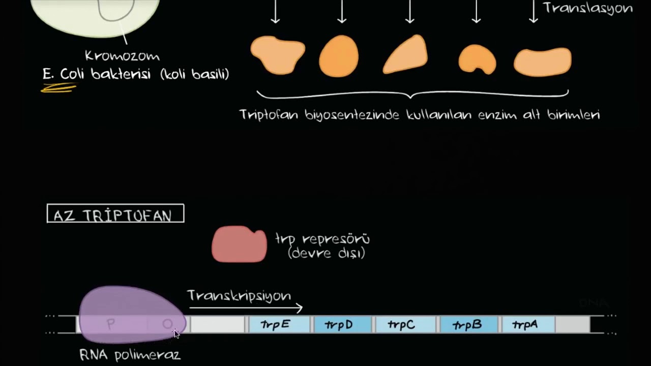 Trp Operonu (Biyoloji / Genetik)