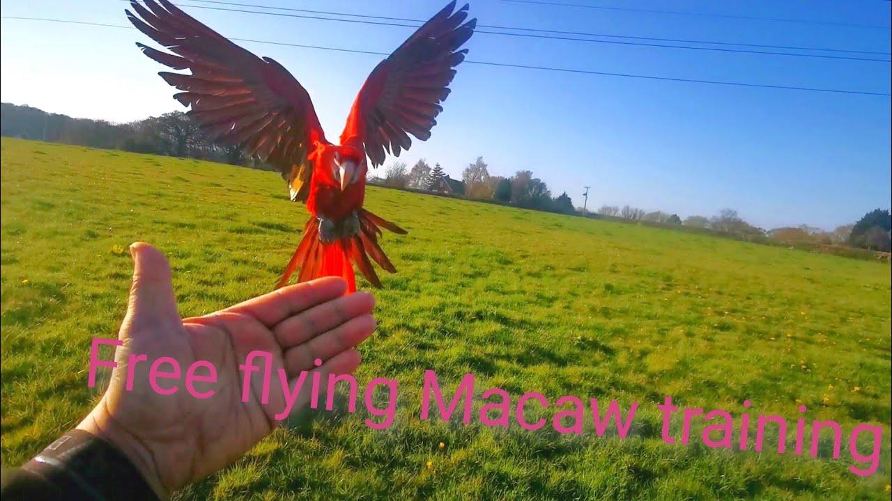 Flying 11 month old scarlet macaw