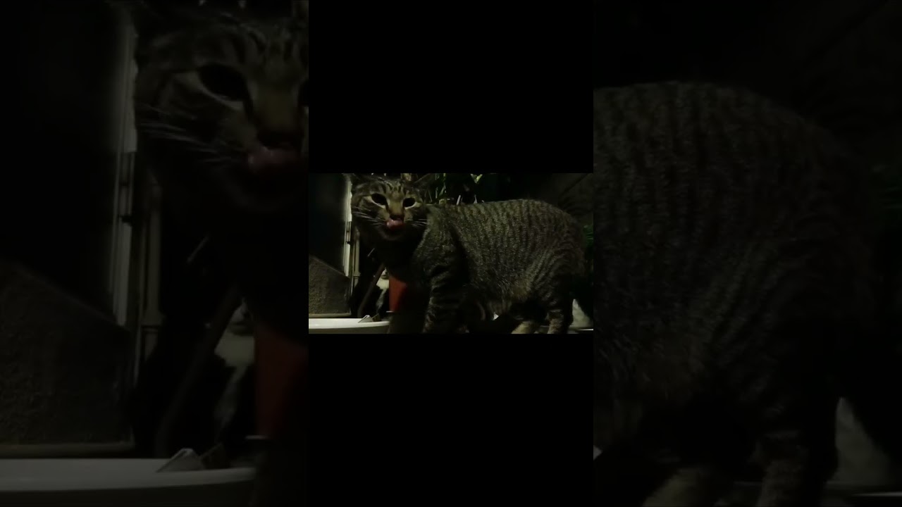 2026年1月31日 夜9時pm 穏やかにご飯を食べていただけなのに…アイツは😡🤬💢💥🔥