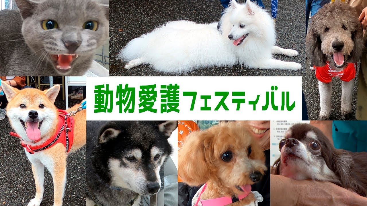 富山県動物愛護フェスティバル2024
