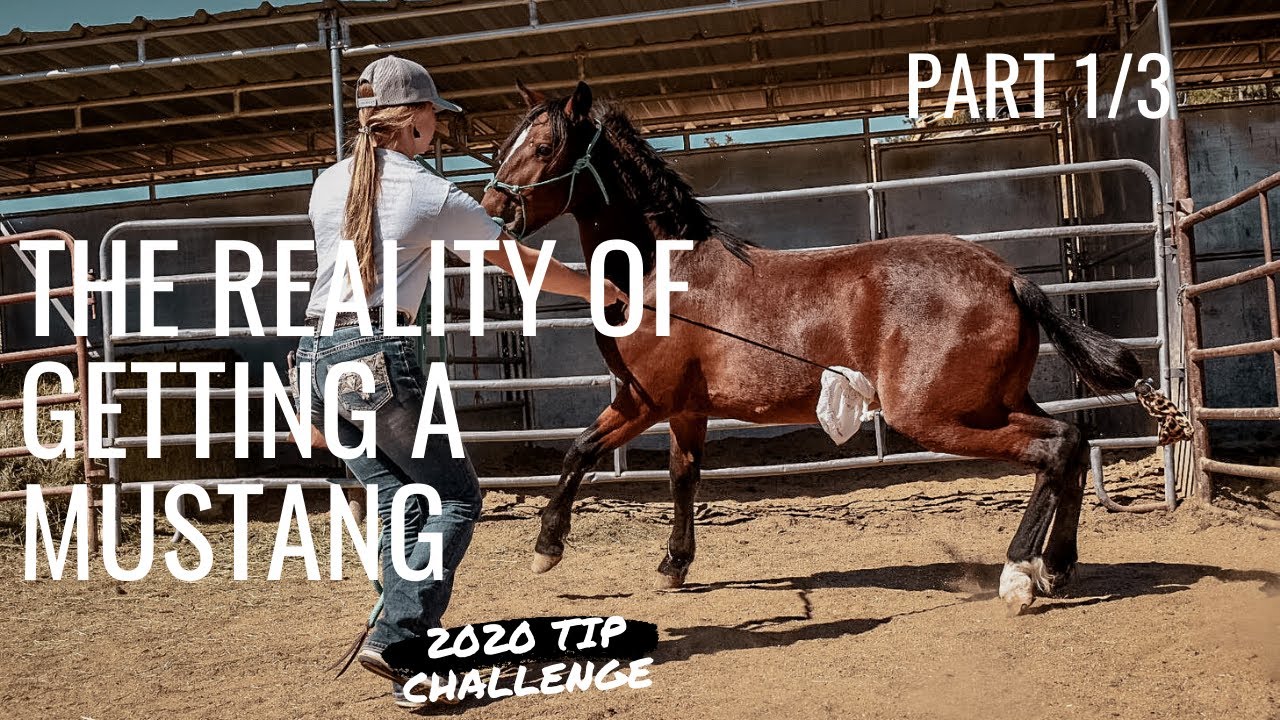 Utah 2020 Mustang Tip Challenge! Training a wild mustang! || Camo Cowgirl