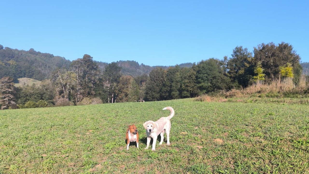 La historia del origen del perro. Canis familiaris.