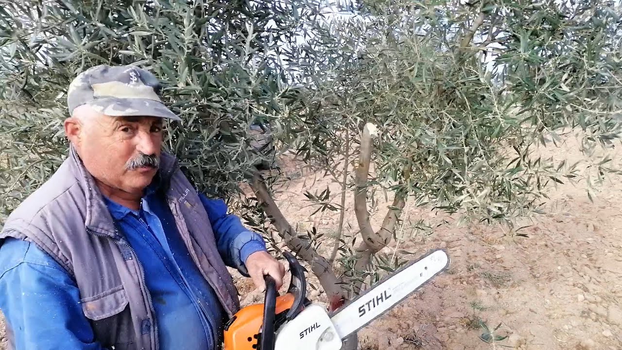 Cambio de Variedad en olivar