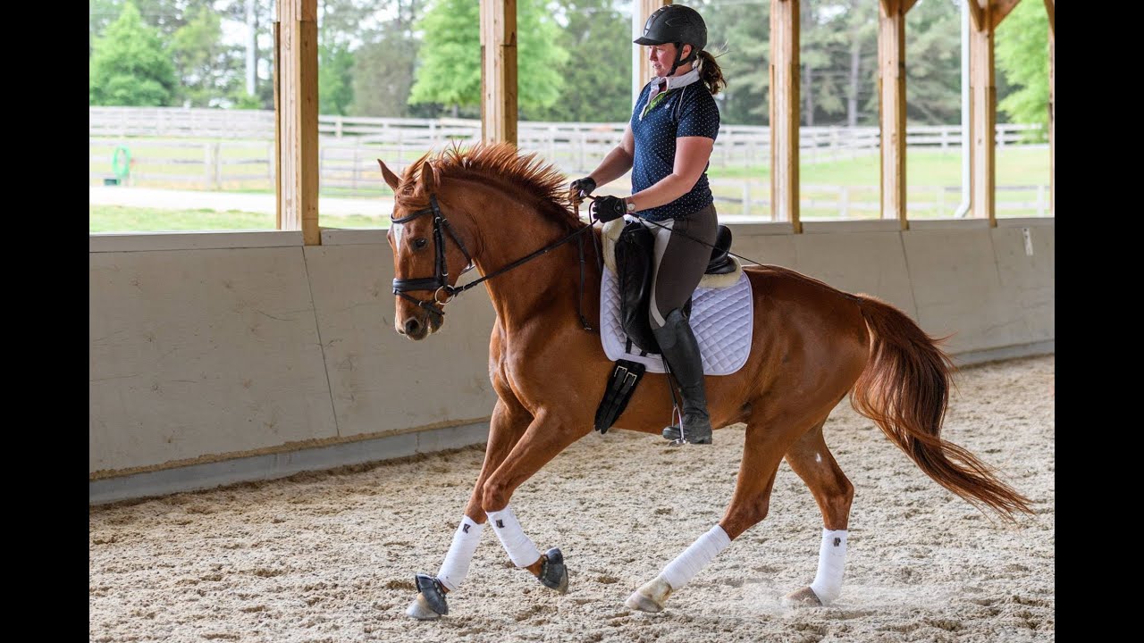 Correct Arm and Hand Riding Position // Horse Training Tips with Deanna Corby Dressage