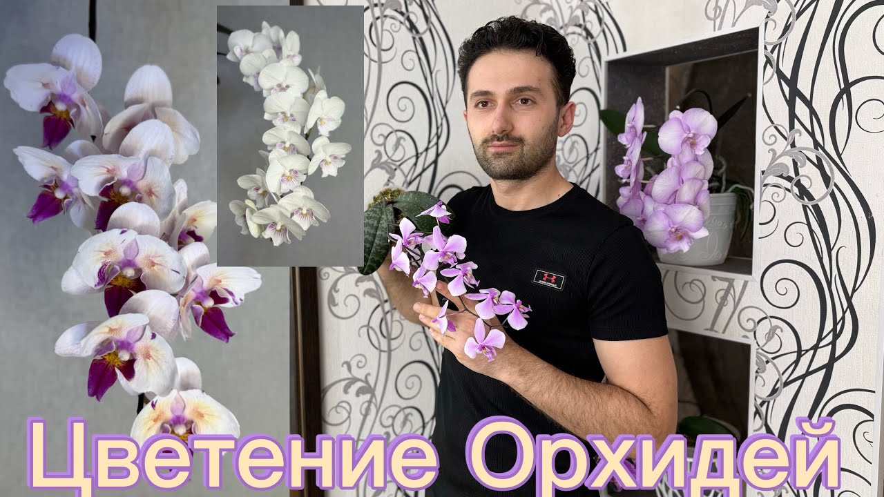 Цветение Орхидей в марте. Почему погибают орхидеи ￼￼￼