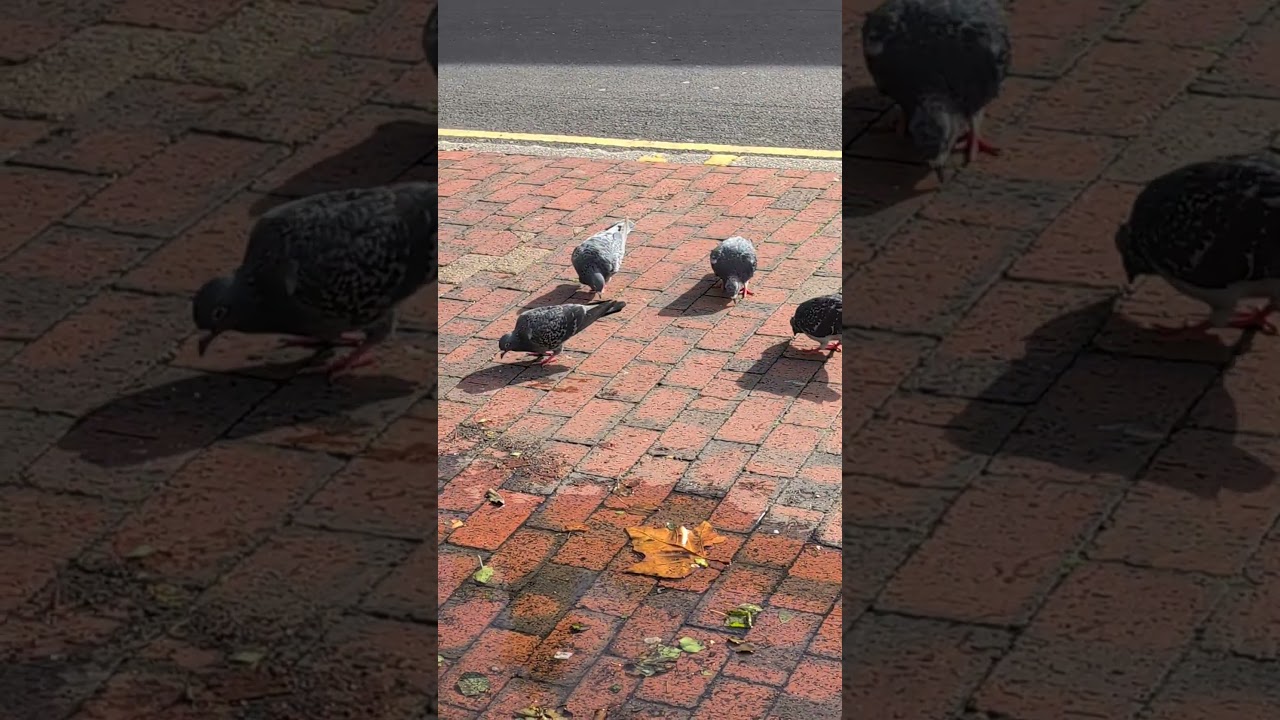🎵🎶Wood Pigeon Vs Feral Pigeons. #birds #pigeon #wildlife
