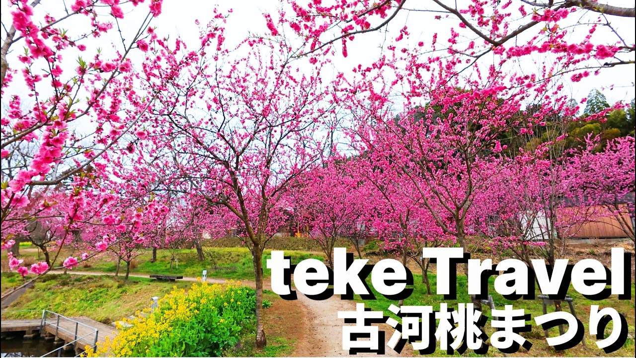 【観光】古河桃まつり/茨城県古河市 春の訪れを感じる桃の花を鑑賞