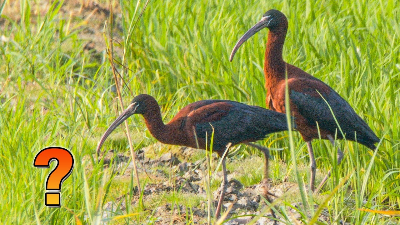 열대조류가 왜 한국에.. 지구가 뜨거워진 증거 적갈색따오기