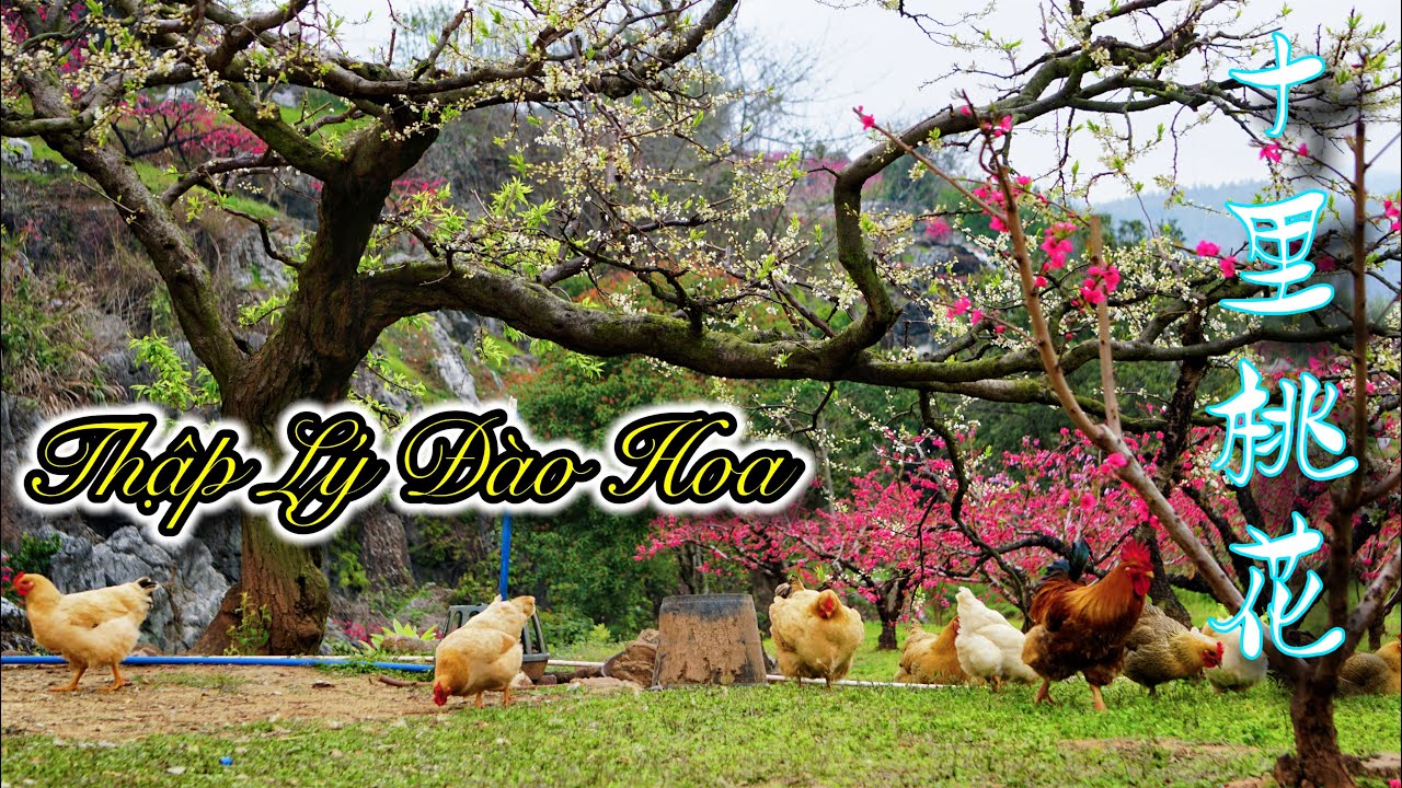 DU LỊCH TRUNG QUỐC: Thập Lý Đào Hoa, Thung lũng đào cổ lớn nhất Trung Quốc [4K]