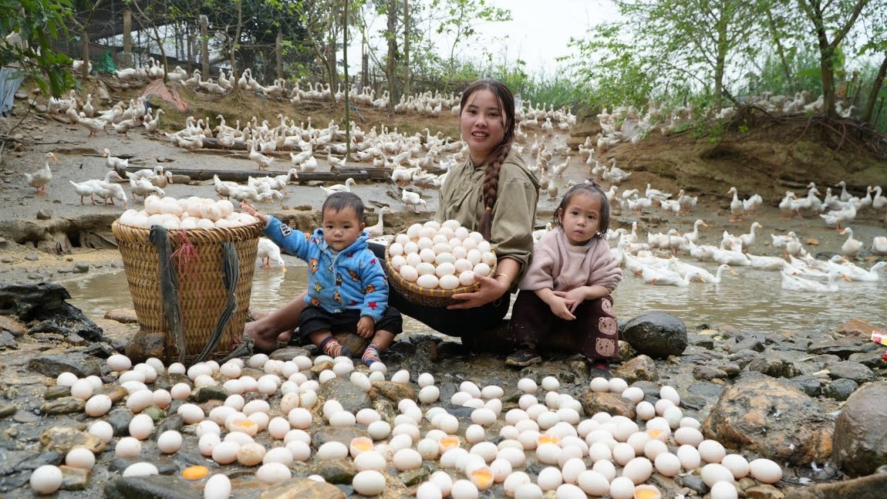 Harvest giant duck eggs to sell at the market - cook eggs for your children to eat