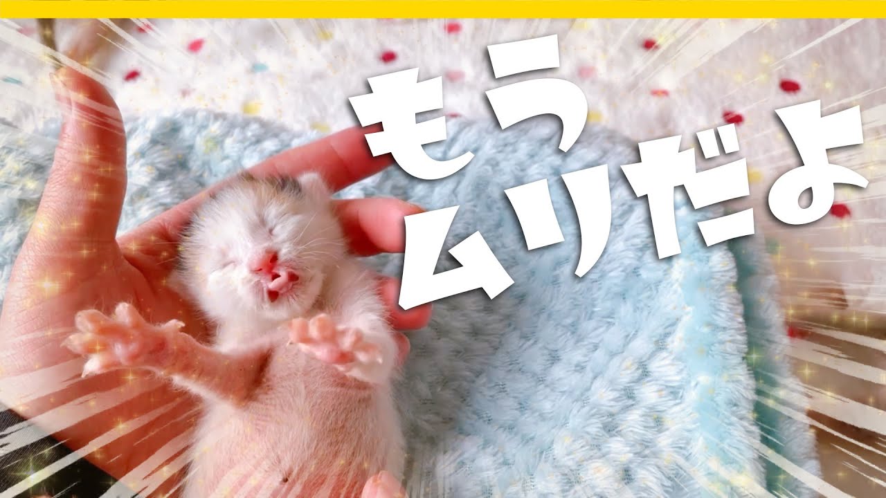 子猫ミルクバー「ねこであ」ミルク後のかわいいも集めました★保護猫生活8日目