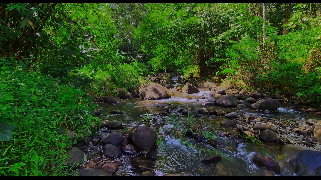 🌿Relax Your Mind & Sleep Deeply with Soothing River Sounds in a Quiet Green Forest
