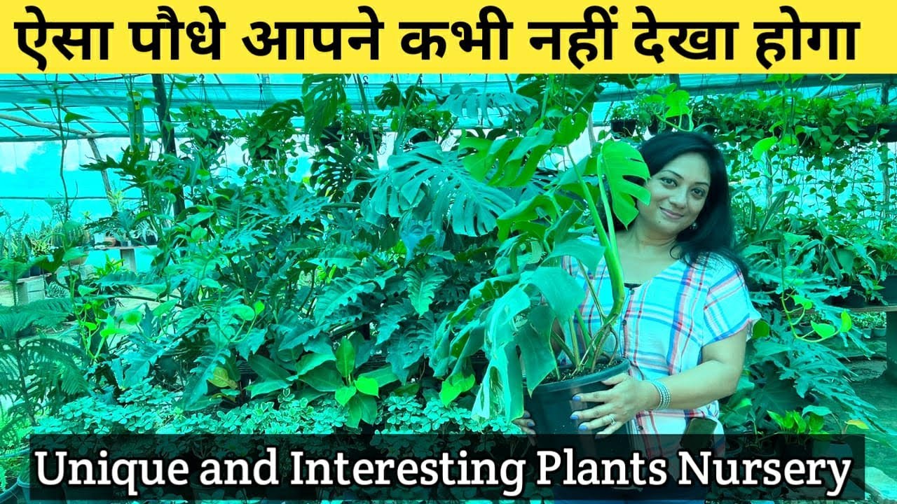 ये पौधे जहाँ भी मिले रख लेना लाखों में है इनकी कीमत | Unique and Interesting Plants नहीं देखा होगा