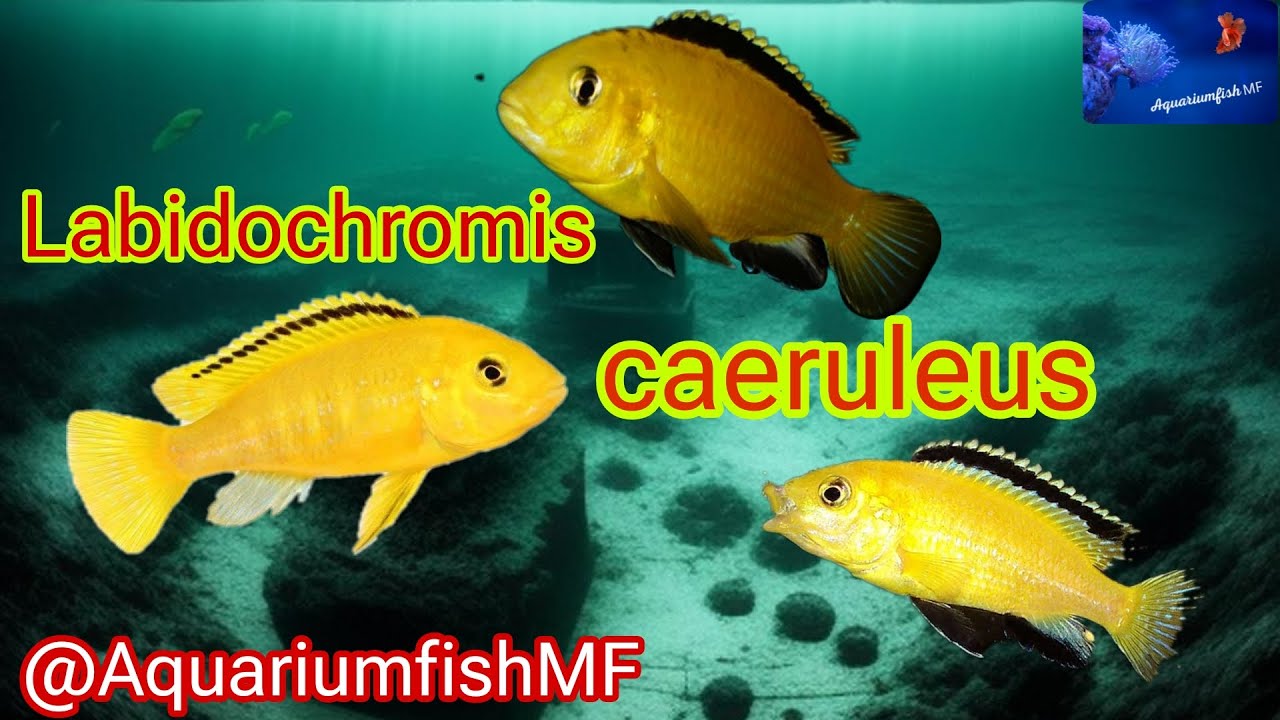 Labidochromis caeruleus - Cíclido limón