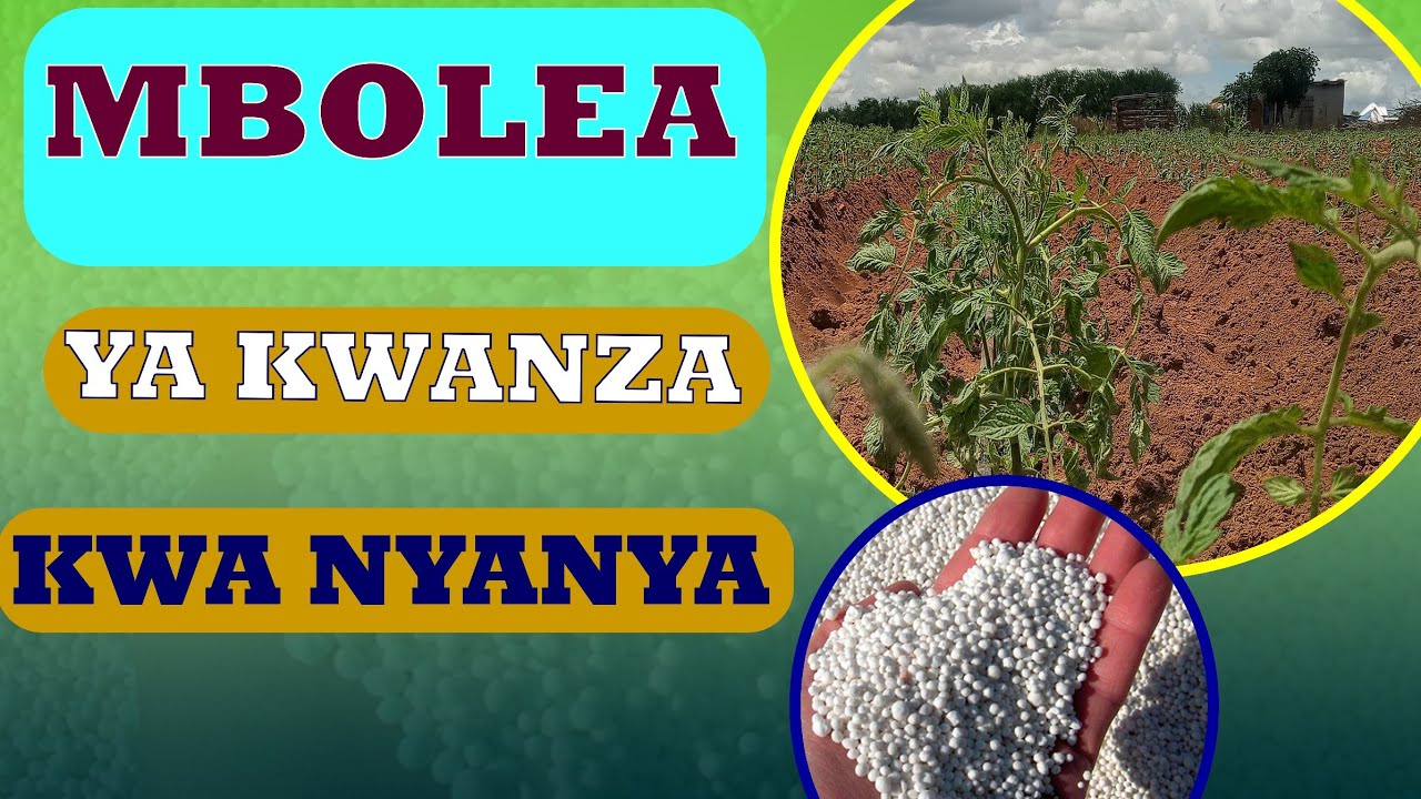 MBOLEA YA KWANZA KWA NYANYA