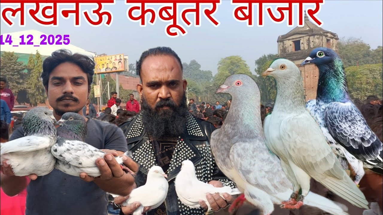 इतनी सस्ती कबूतर बाजार🫠लखनऊ कबूतर बाजार आज की मार्केट बहुत सस्ती है Lucknow Kabutar Market 14_12_25