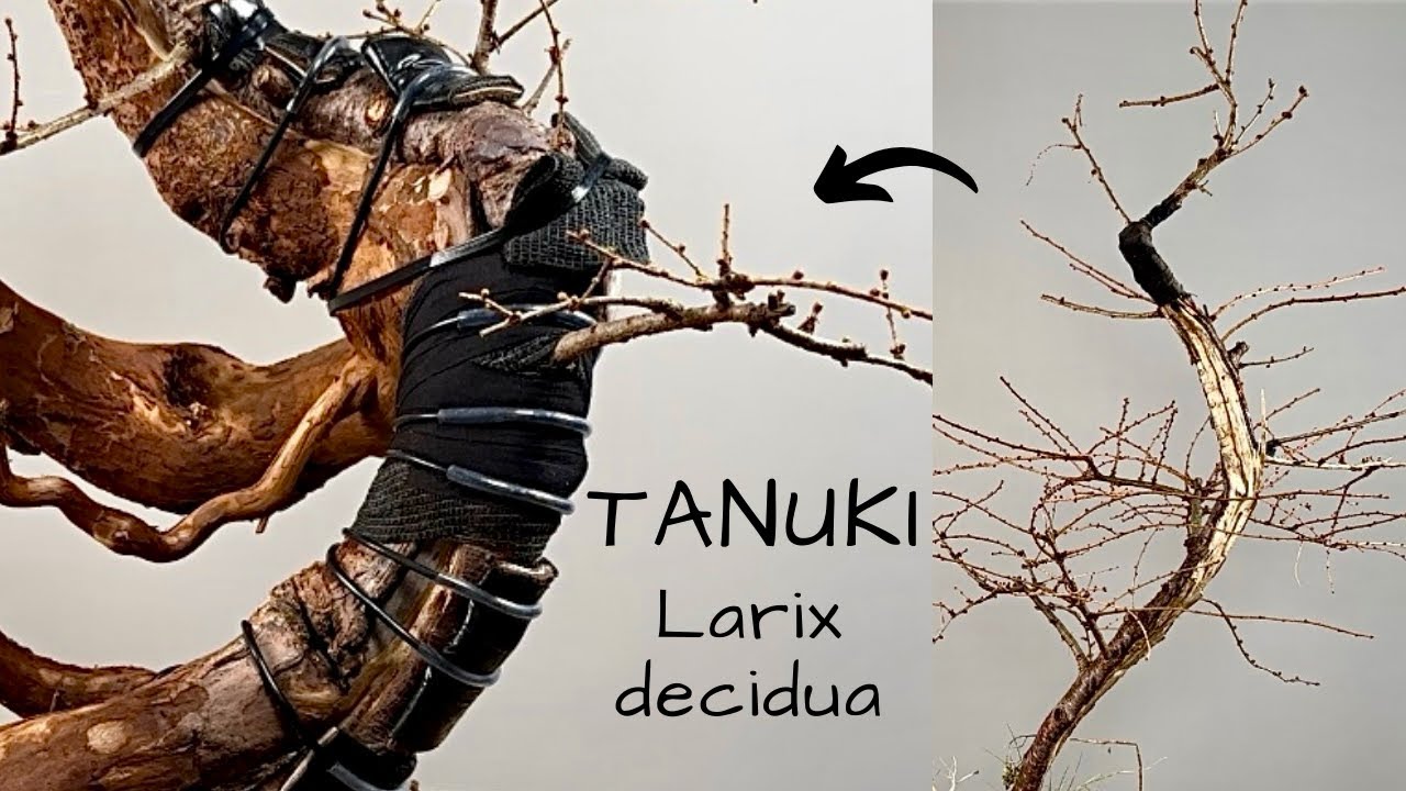 I resurrect my dead larch