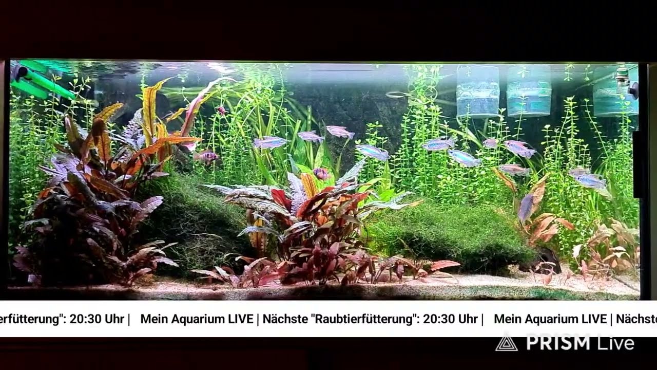 In unserem Wohnzimmer: Mein Aquarium
