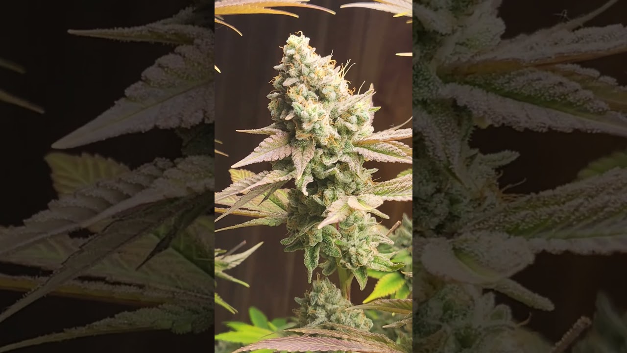 Green Crack 2.0