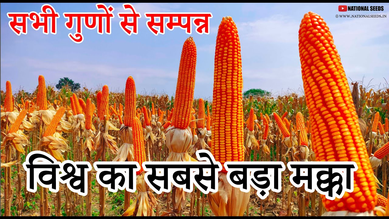 विश्व का सबसे बड़ा मक्का | WORLD’S LARGEST CORN 🌽 | NSMH 9140 | National Seeds