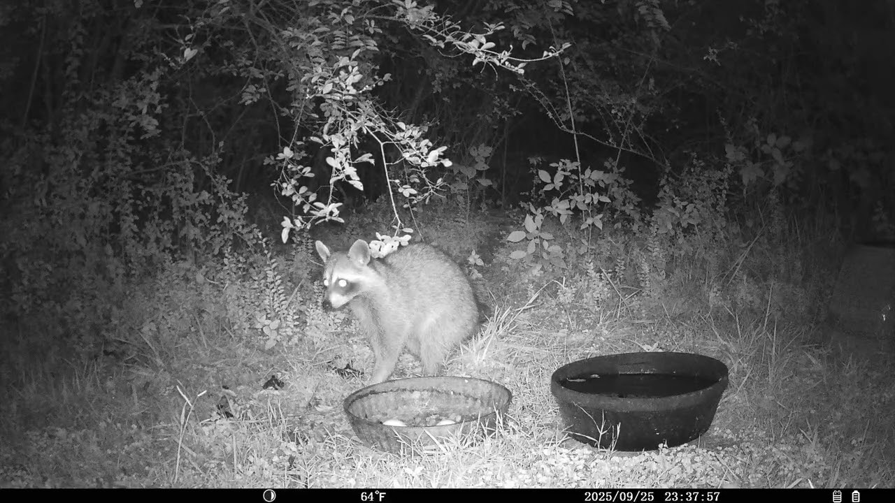 Trail Cam 2025 SEP 25