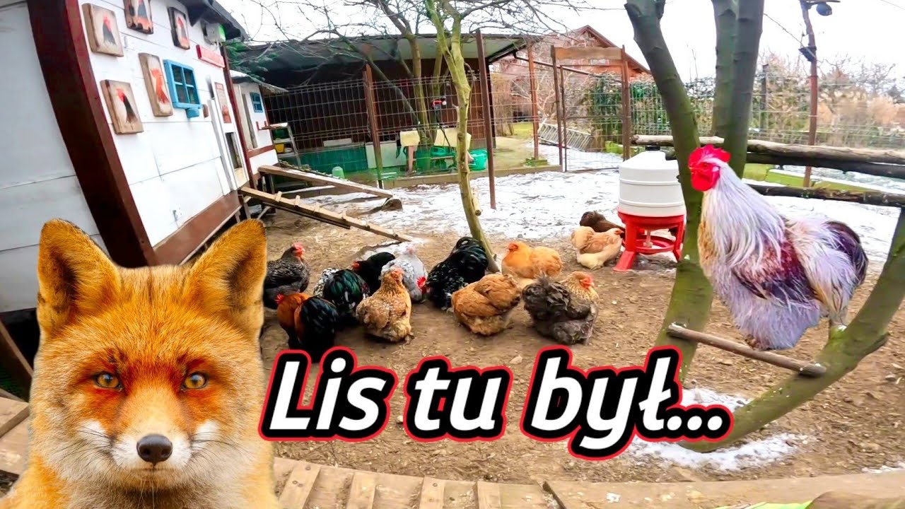 #chicken 🐓 Lis porywa mi koguta. Zagadka zaginionego koguta. 🐓
